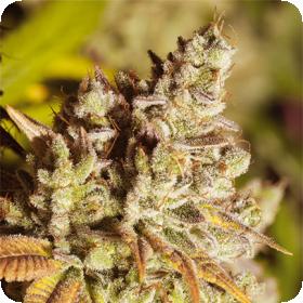 Vision Gorilla Feminised Seeds Vision Gorilla Feminised Seeds