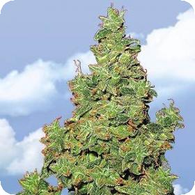 Voyager Feminised Seeds Voyager Feminised Seeds