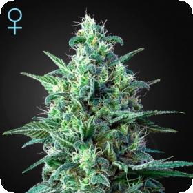 White Widow CBD Auto Feminised Seeds White Widow CBD Auto Feminised Seeds