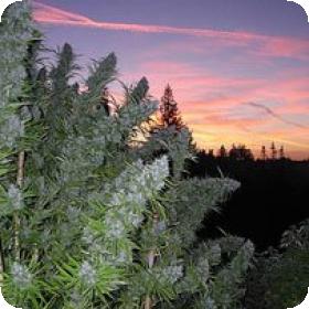 Walkabout Regular Seeds