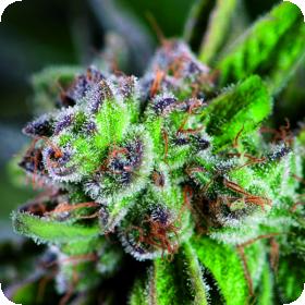 Watermelon Zkittlez Jpg
