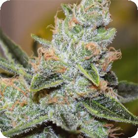 Wedding Cake Triple Og Jpg