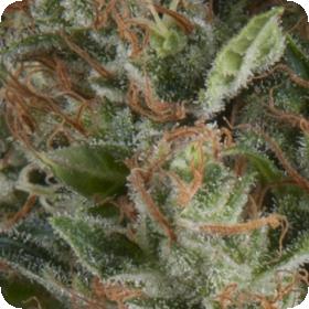 Wembley Autoflowering Jpg