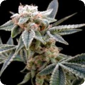 White Alien Feminised Seeds White Alien Feminised Seeds
