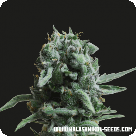 White Widow 47 Feminised Seeds White Widow 47 Feminised Seeds