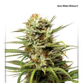 White Widow Auto Feminised Seeds White Widow Auto Feminised Seeds