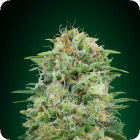 White Widow CBD Feminised Seeds White Widow CBD Feminised Seeds