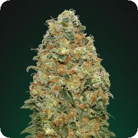 White Widow Feminised Cannabis Seeds