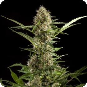 White Yoda Auto Feminised Seeds White Yoda Auto Feminised Seeds