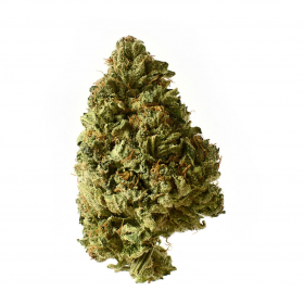 White Choco Auto Feminised Seeds White Choco Auto Feminised Seeds