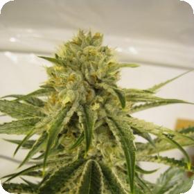 White OG V2.0 Regular Seeds White OG V2.0 Regular Seeds