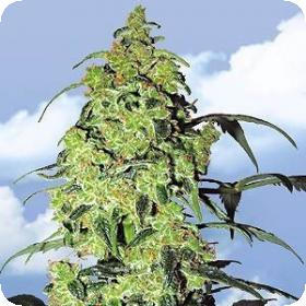 White Widow Feminised Seeds White Widow Feminised Seeds