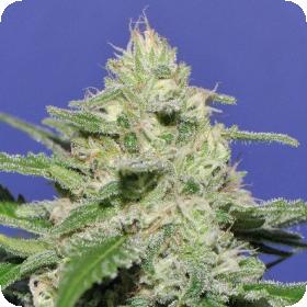 Widow Bomb Feminised Seeds Widow Bomb Feminised Seeds