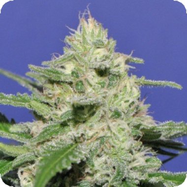 Widow Bomb Feminised Seeds Widow Bomb Feminised Seeds