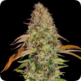 Zkittlez OG Auto Feminised Seeds Zkittlez OG Auto Feminised Seeds