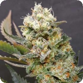 Zkittlez Glue Feminised Seeds Zkittlez Glue Feminised Seeds