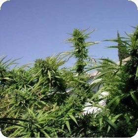 Tikal Regular Seeds Tikal Regular Seeds