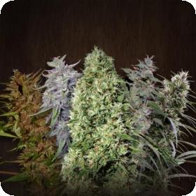 Acemix Reg Ace Cannabis Seeds 0