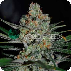 Afghan  Kush  Early  Harvest  Feminised  Cannabis  Seeds  World  Of  Cannabis  Seeds 0