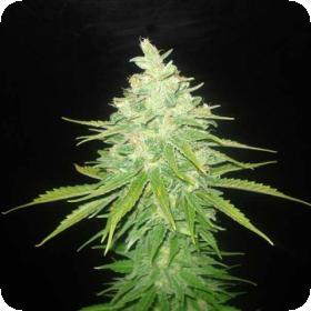 Afghan Kush X Black Domina Feminised Cannabis Seeds World Of Cannabis Seeds 0