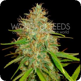 Afghan Kush x Skunk Feminised Seeds