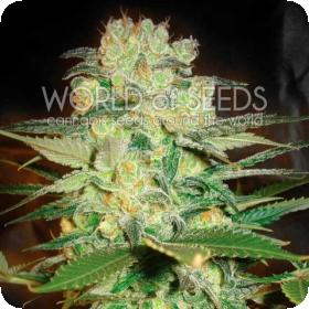 Afghan Kush x White Widow Feminised Seeds