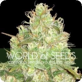 Afghan Kush x Yumbolt Feminised Seeds Afghan Kush x Yumbolt Feminised Seeds