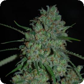 Afghan Skunk Feminised Cannabis Seeds Expert Cannabis Seeds 0