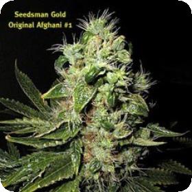 Original Afghani #1 Regular Seeds