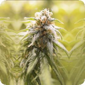 Afghani CBD Feminised Seeds Afghani CBD Feminised Seeds