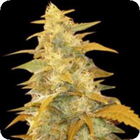 Afghan Kush Regular Seeds Afghan Kush Regular Seeds