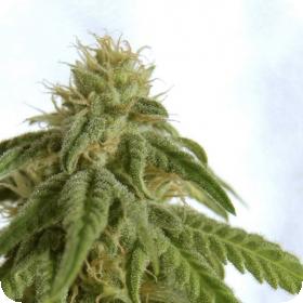 Afrodite Feminised Seeds Afrodite Feminised Seeds