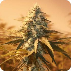 AK48 Feminised Seeds