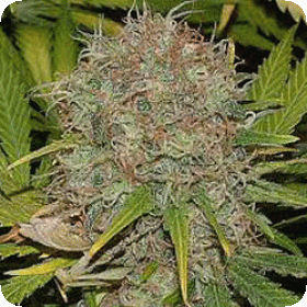 AK-48 AUTO Feminised Seeds