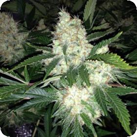 AK27 Express AUTO Feminised Seeds