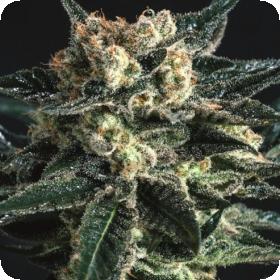 AK47 x SCBDX Feminised Seeds