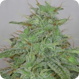 Alaskan Purple Auto Feminised Seeds Alaskan Purple Auto Feminised Seeds