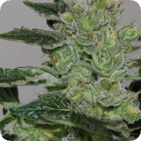 Alaskan Purple Feminised Seeds Alaskan Purple Feminised Seeds