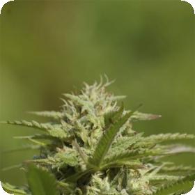 Albino Fire Skunk OG Regular Seeds