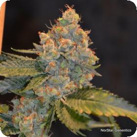 Alcatraz OG Regular Seeds Alcatraz OG Regular Seeds