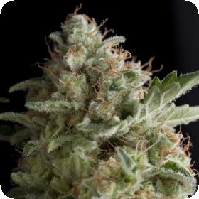 American Pie Feminised Seeds American Pie Feminised Seeds