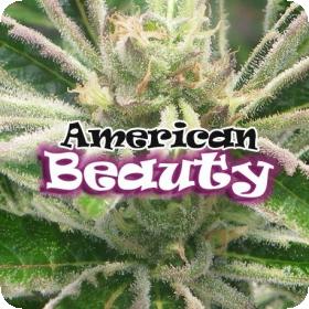 American Beauty Feminised Seeds