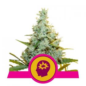 AMG (Amnesia Mac Ganja) Feminised Seeds AMG (Amnesia Mac Ganja) Feminised Seeds
