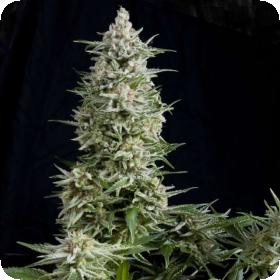 Amnesia Gold Feminised Seeds Amnesia Gold Feminised Seeds