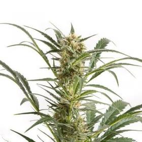 Amnesia XXL Autoflowering Feminised Seeds