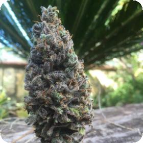 Amnesia 5 CBD Feminised Seeds Amnesia 5 CBD Feminised Seeds
