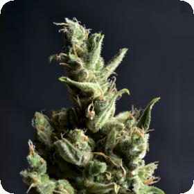 Amnesia 5 Feminised Seeds
