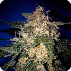 Amnesia AUTO Feminised Seeds