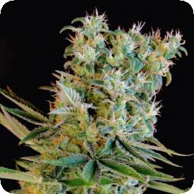 Amnesia Bilbo Feminised Seeds Amnesia Bilbo Feminised Seeds