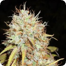 Amnesia Express AUTO Feminised Seeds